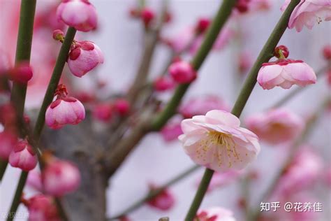 家里种水梅好吗|梅花的盆栽养护方式及注意事项